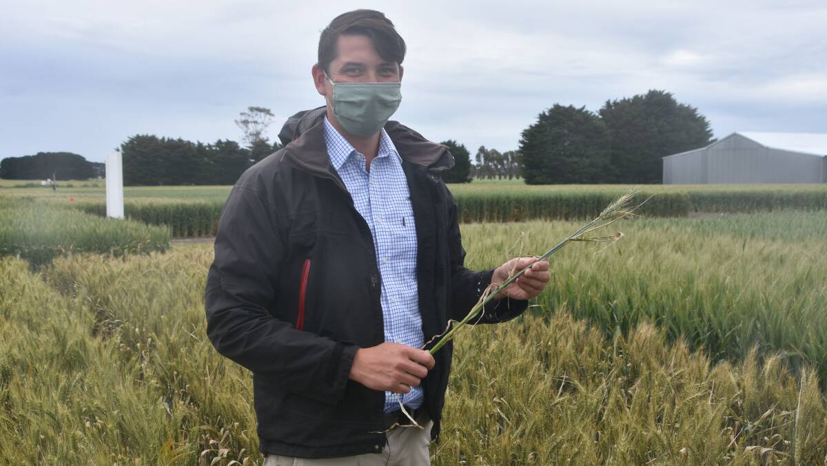 Darcy Warren, FAR Australia senior field research officer, at the Hyper Yielding Crops trial site at Gnarwarre, in Victoria's Western District, in October last year.