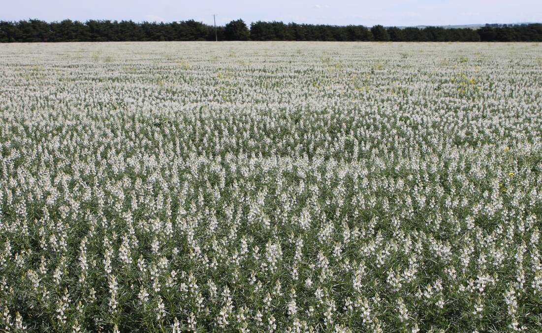 Concerns about lupin anthracnose means there are restrictions in bringing lupin seed and fodder around from WA to the east coast.