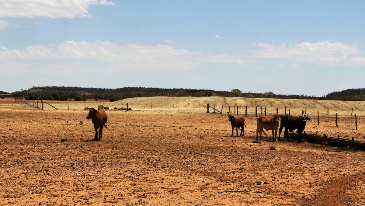 It's been a long, hot summer in western Queensland, such as Quilpie, where this photo was taken.