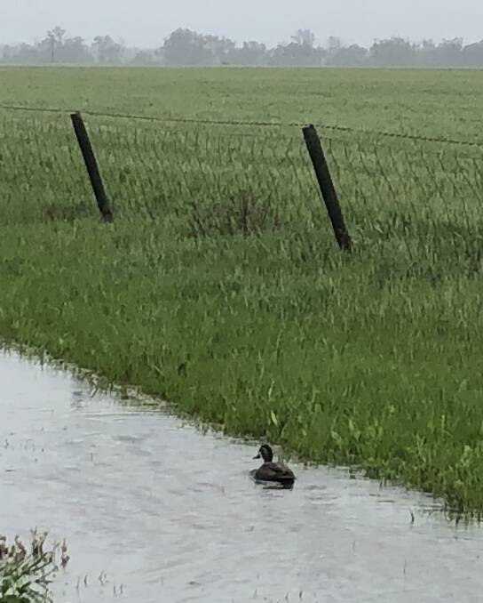It was nice weather for ducks in the Wimmera, this one enjoying a dip in the table drain following heavy rain.