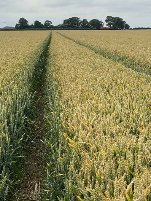 The amazing mass of heads in the record wheat crop. Photo by Tim Lamyman.