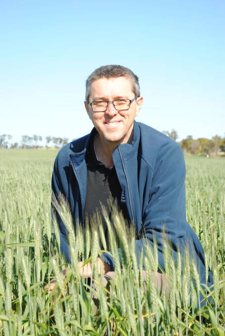 CSIRO researcher Greg Rebetzke says work on new wheat lines with longer coleoptiles will help growers plant wheat deeper and access stored moisture.
