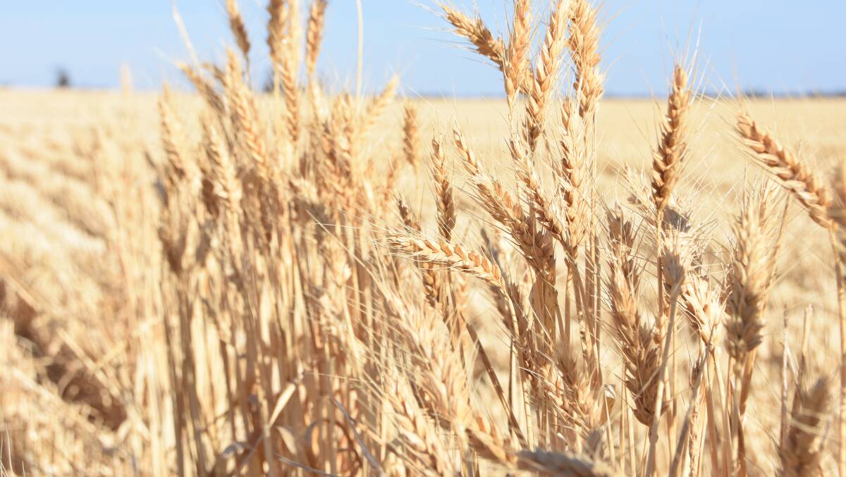 The US soft red winter wheat harvest is progressing well.
