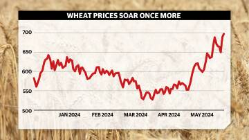 Wheat prices on the Chicago Board of Trade have kicked strongly in the last month.