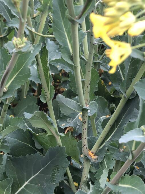Canola fungal diseases such as alternaria are flaring up in Victoria.