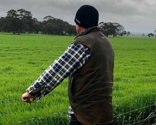 Australian cereal crops are in good condition for a second year running.