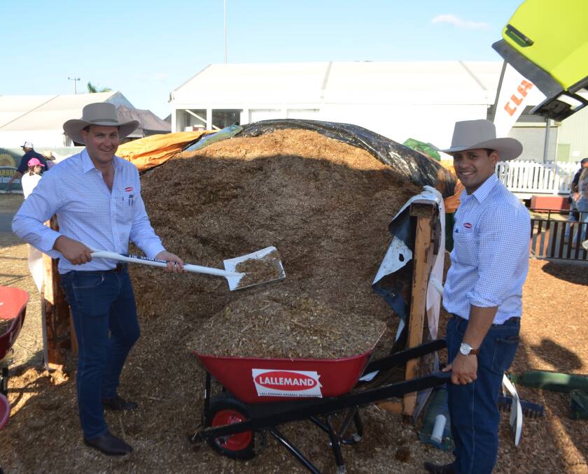 Lallemands' Nathan Lister and Jordan Minniecon shovelling forage sorghum from this 13.6 ton silage bin created especially for Beef to help feed the cattle on-site.