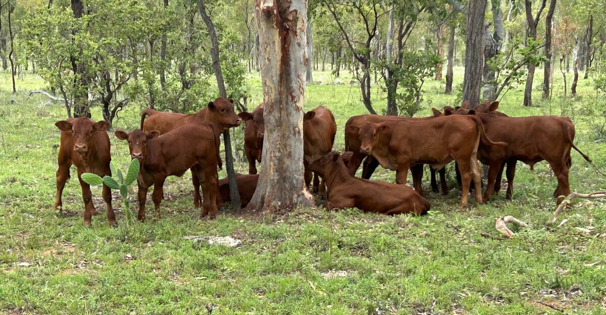 The Wahroonga heifers are mated as yearlings at 13 to 14-months-old and 280kg or more by early January each year.