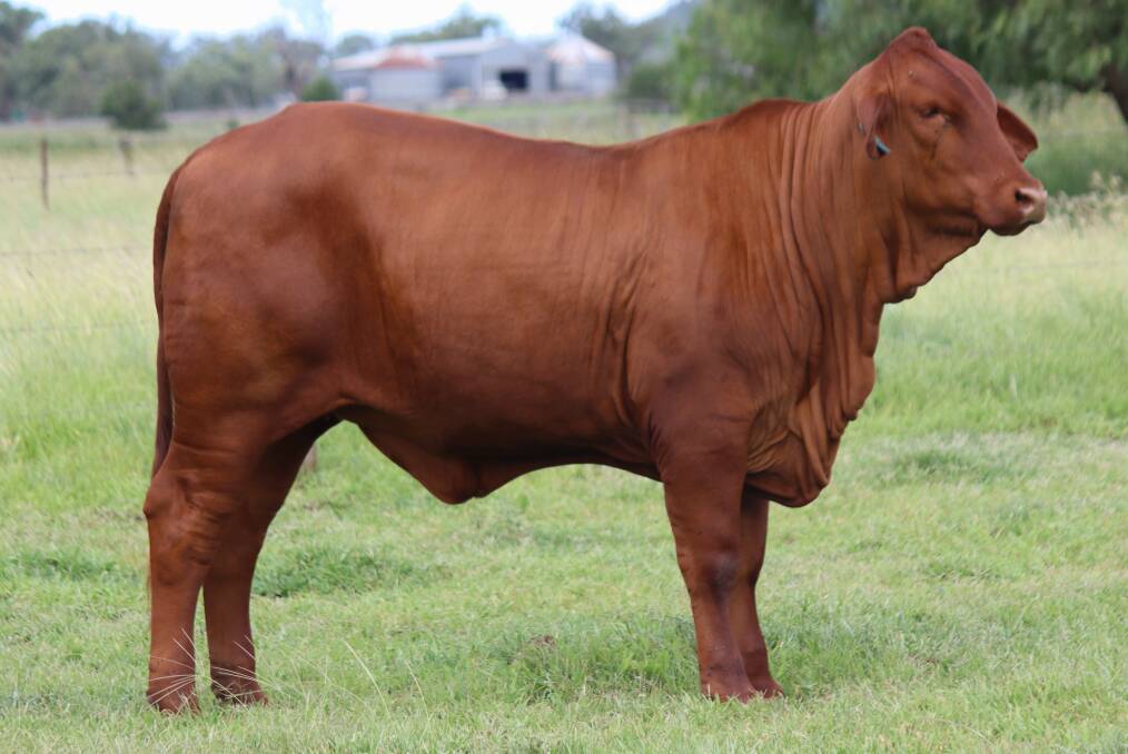 Prospective buyers will have access to some of the breed's best, registered females at the Droughtmaster National Female Sale. Picture supplied