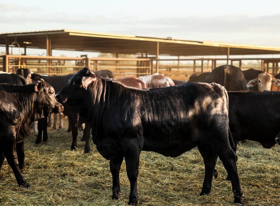 Clunie Range Angus cattle have strong support across Queensland and the Northern Territory. Picture supplied 
