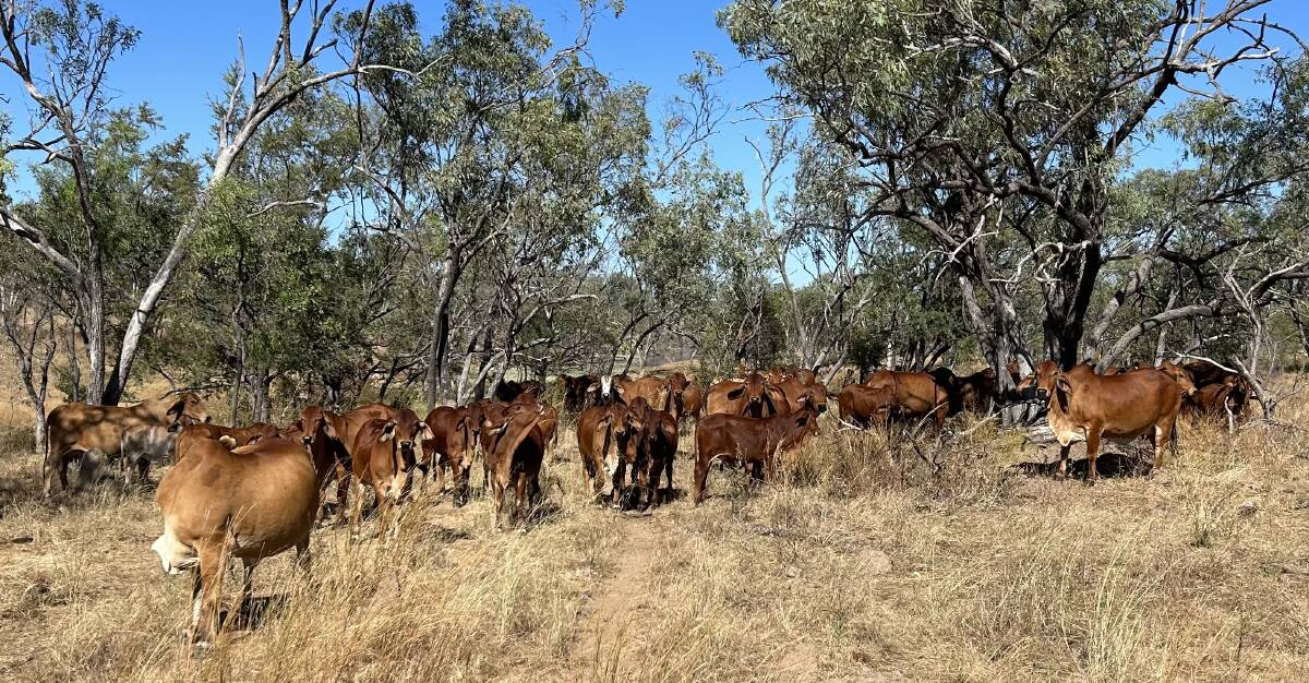 A bull purchased from the 2021 Gold City sale by the Pedracini family, Pedracini Grazing, Georgetown, has produced some exceptional red poll calves. Picture supplied