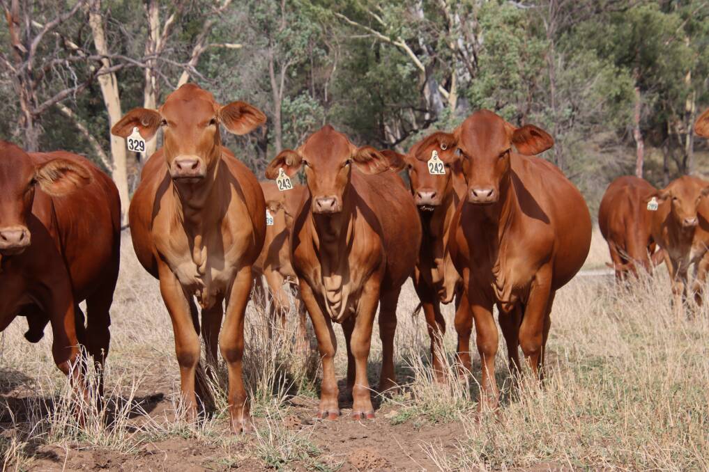 Optimised: Since its release in 2014, the Allflex NLIS cattle tag has demonstrated fantastic results, with no reports of tag failure or lack of retention due to failure of the male button. Photo: Eversleigh Wallace Vale Droughmasters.