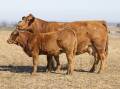 Pictured is one of the top-of-the-range cow and calf units to be offered at the Savannah Simbrahs and Simmentals Rocky Red Sale on Tuesday, May 7, from 5.30pm, at Beef '24. Picture supplied