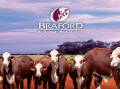 Stud, commercial, and crossbred Brafords, including animals registered under the new B classification system will feature at Beef '24. Picture supplied