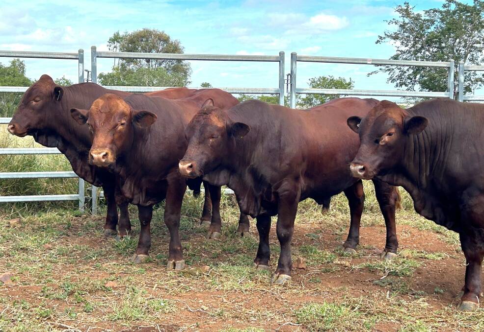 A selection of the Wahroonga Belmont red bulls that will be displayed at the Rockhampton Showgrounds during Beef '24. Picture supplied