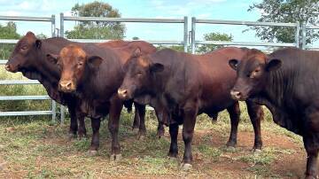 A selection of the Wahroonga Belmont red bulls that will be displayed at the Rockhampton Showgrounds during Beef '24. Picture supplied
