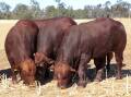 Impeccable breeding: Bulls produced by Ian Stark and and Jeanne Seifert of Seifert Belmont Reds are powerful, productive, profitable, polled herd improvers.
