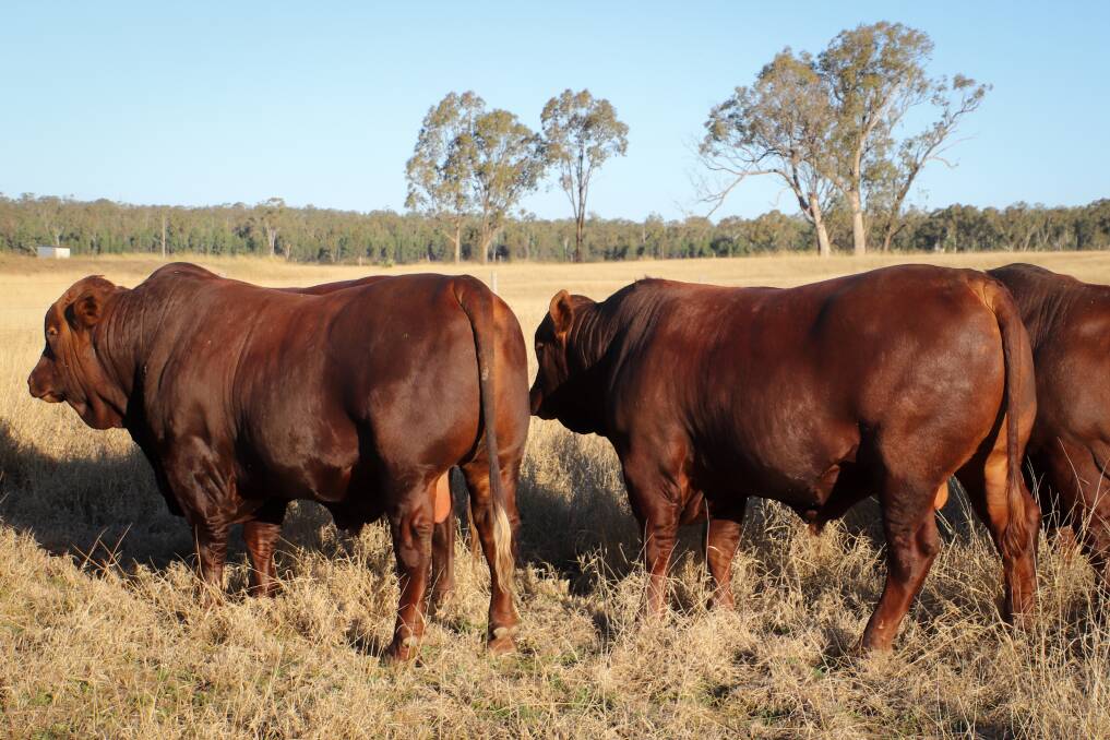 Of the 90 bulls, 44 are Homozygous Polls (PP) and offer phenomenal fertility, true
tropical adaptation and parasite resistance, with muscling and marbling.