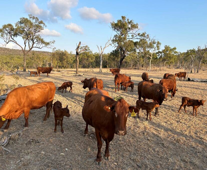 The Sherry's are in the midst of making their joining period tighter. Pictured are the Wahroonga calves of the 2023 season.