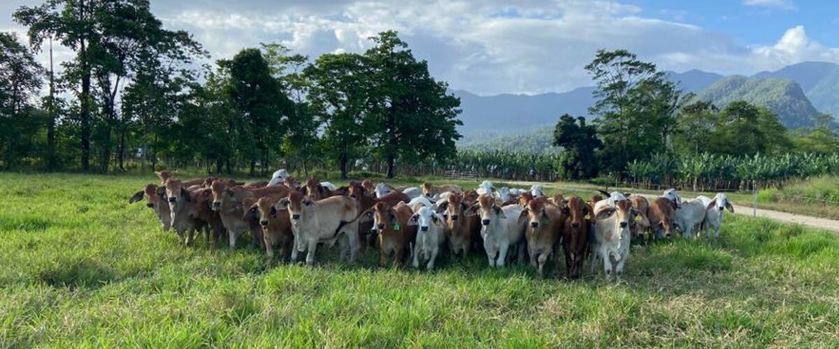 Destination: The Beauchamps sell Brangus steers, bullocks, and cull heifers into the live export market where they receive a premium for the right article.