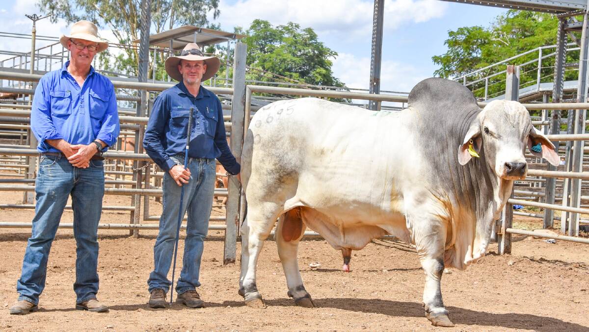 The $35,000 top price bull of the 2022 Gold City Brahman Sale Kenilworth 6695, with buyer Bill Mann, Hillgrove Pastoral, Charters Towers, and vendor Brad Hancock, Mount Coolon, Collinsville. Picture by Ben Harden 