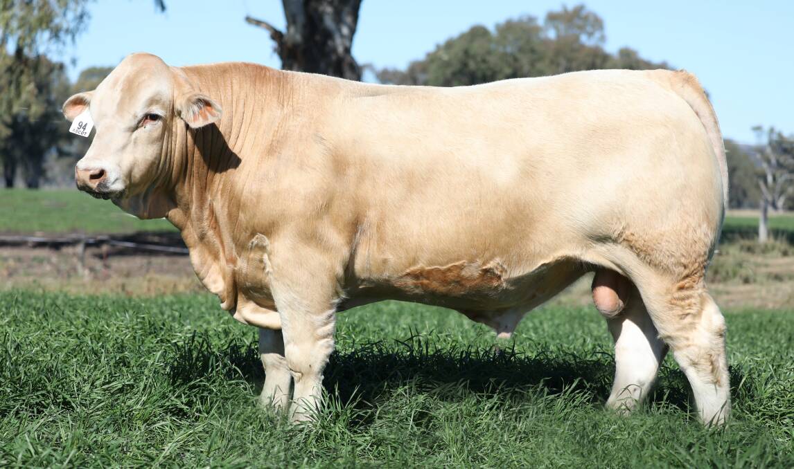 Ascot Regent R120E R/F is a 15-month-old PP Charolais with seven traits in the top two per cent of the breed.