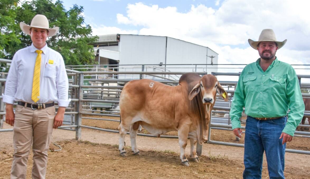 The $20,000 top priced red bull of the 2022 sale, Somerview Adonis 3420, with Ray White's Liam Kirkwood and Nutrien's James Saunders. Picture by Ben Harden