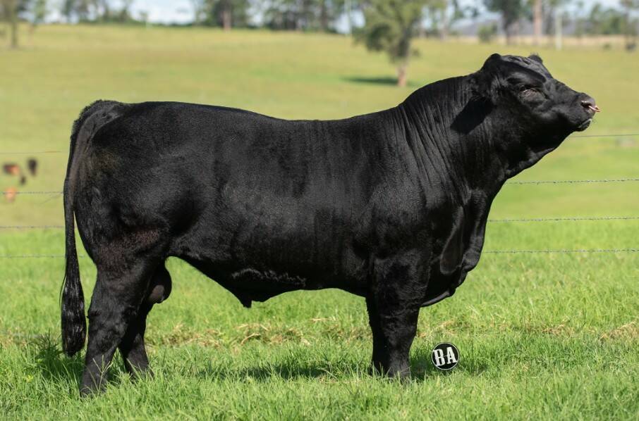 Warrigal Polled Aussie Made P23 was purchased by the Kellett family of Firefly to top the 2020 online-only Limousin National Show and Sale at $21,500. Photo: Branded Ag Marketing.