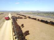 The Lewis family now provides a custom feeding service for their Wagyu clients within their NFAS-accredited feedlot, which was completed in 2022. Picture supplied 