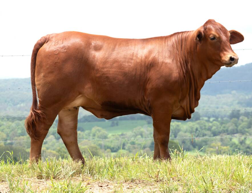 The Droughtmaster National Female Sale will see the largest genetic offering of females for any multi-vendor sale for the breed this year. Picture supplied