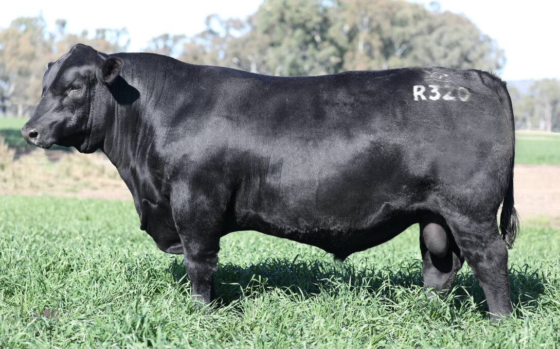 Complete package: The 15-month-old Angus bull, Ascot Revolution R320, by Millah Murrah Paratrooper, has 10 traits in the top five per cent of the breed.