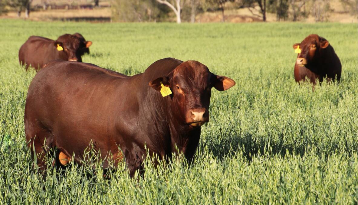 Seifert Belmont Reds are the ultimate breed of choice to improve profitability in the northern beef industry today, according to Ian Stark.