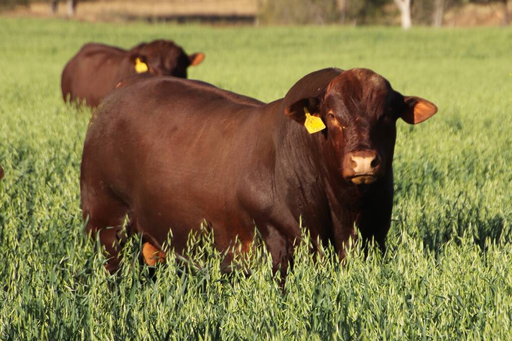 Jeanne Seifert's and Ian Stark's balanced approach to breeding combines the best genotypes with the best phenotypes in the Seifert Belmont Reds herd. Picture supplied