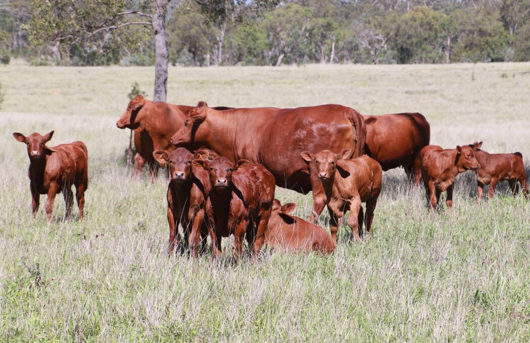 Seifert Belmont Reds is in a business expansion phase, which will allow the stud to supply 400 bulls by 2024, and 600 bulls by 2025. Picture supplied