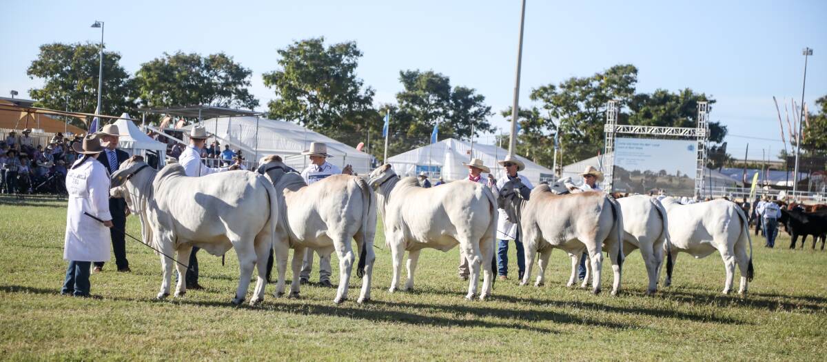 Australian Brahman Breeders' Association members will showcase 262 animals across 52 classes in the stud judging section for the breed at Beef '24. Picture by Lucy Kinbacher 