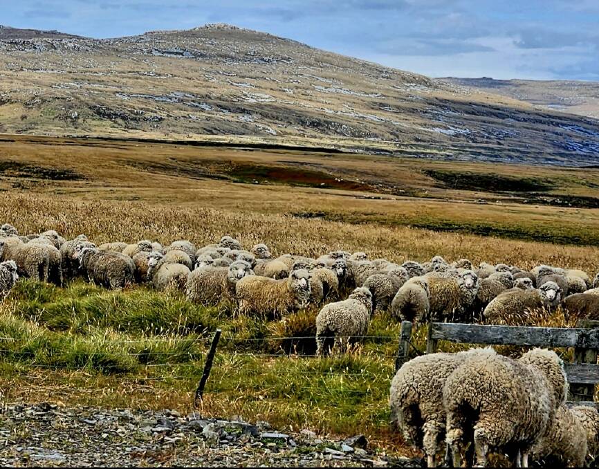 A mob of Falkland Islands sheep out in the fields for grazing, the Falkland Islands don't offer much in the way of native nutritious feed, but the sheep they breed have adapted to the conditions well.