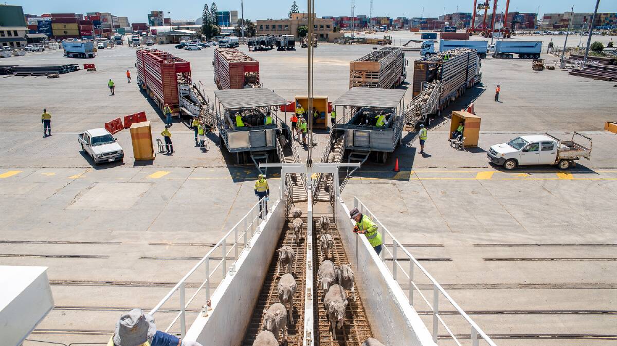 Sheep being loaded onto the MV Al Kuwait livestock vessel in November last year. Photo supplied: Livestock Collective.