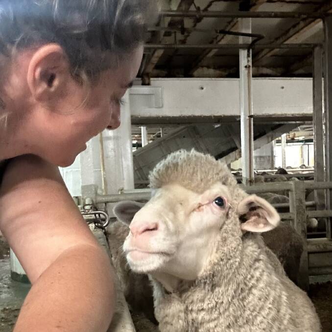 Sheep on live export vessels are well fed, have enough room to move around, have clean dry conditions, good ventilation and are looked after. Ms Matthews regularly posts footage and photos from her time and experience onboard the live export vessels.