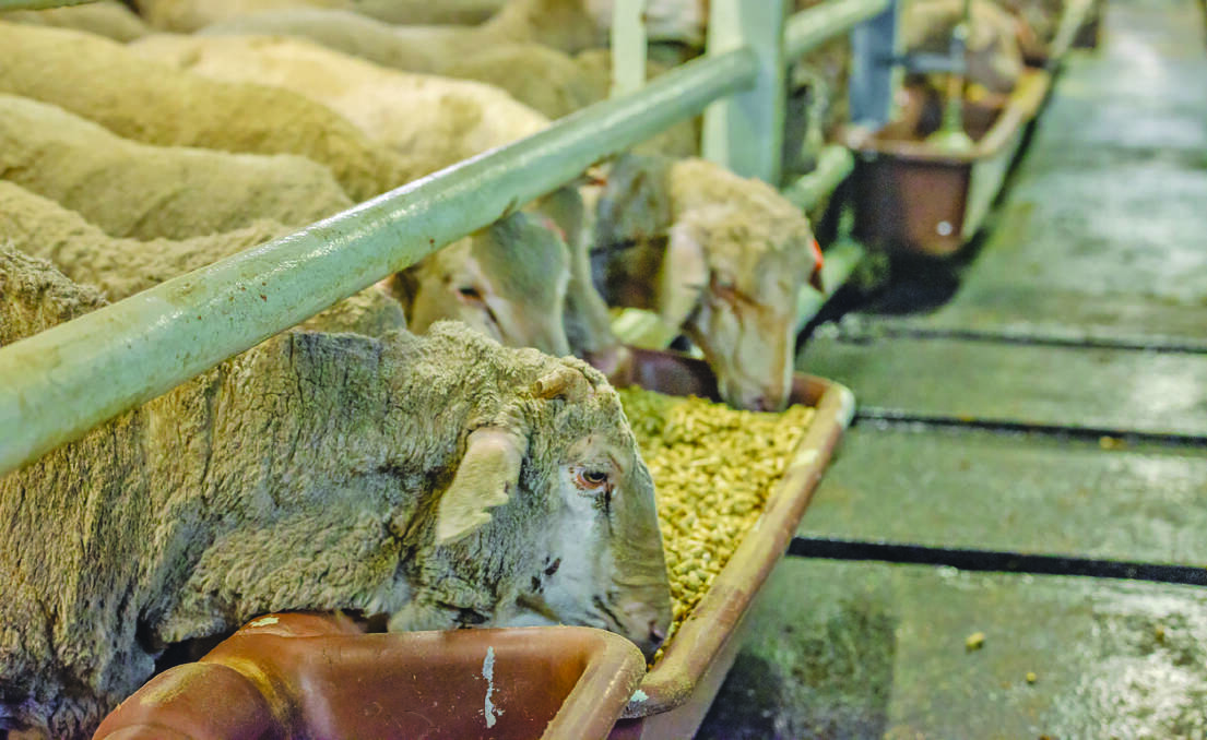  Sheep settling in on the MV Al Kuwait livestock vessel ahead of a live export voyage late last year. Photo: The Livestock Collective.