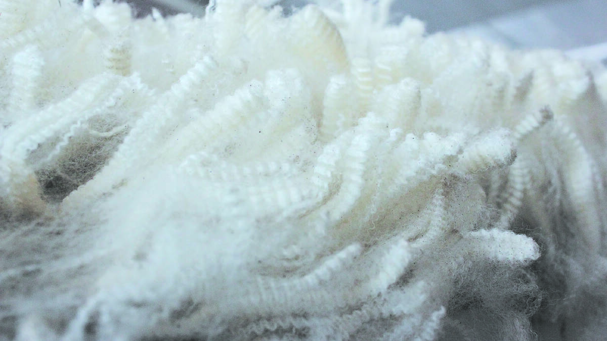 National wool market strengthens buoyed by Merino fleece sector