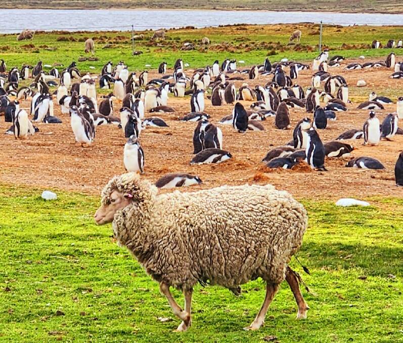 Just another day at the office for these Falkland Islands agricultural and native animals, its a hot desk situation where sharing the abundance of space doesn't bother anyone.