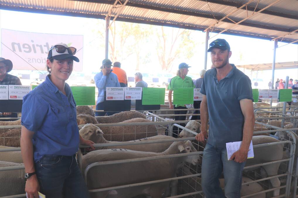 Tipperary Poll Dorset stud top price buyers at $2200 Kristen (left) and Brad Skraha, farm managers at Mt Ferguson Grazing, Boyup Brook, looking over the rams prior to the sale. The operation secured a total of eight Poll Dorset rams averaging $1550.