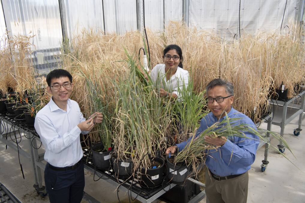 DPIRD research scientist Yong Han (left), Murdoch University PhD student Sakura Karunarathne and Western Crop Genetics Alliance director Chengdao Li have developed new barley lines with improved nitrogen efficiency.