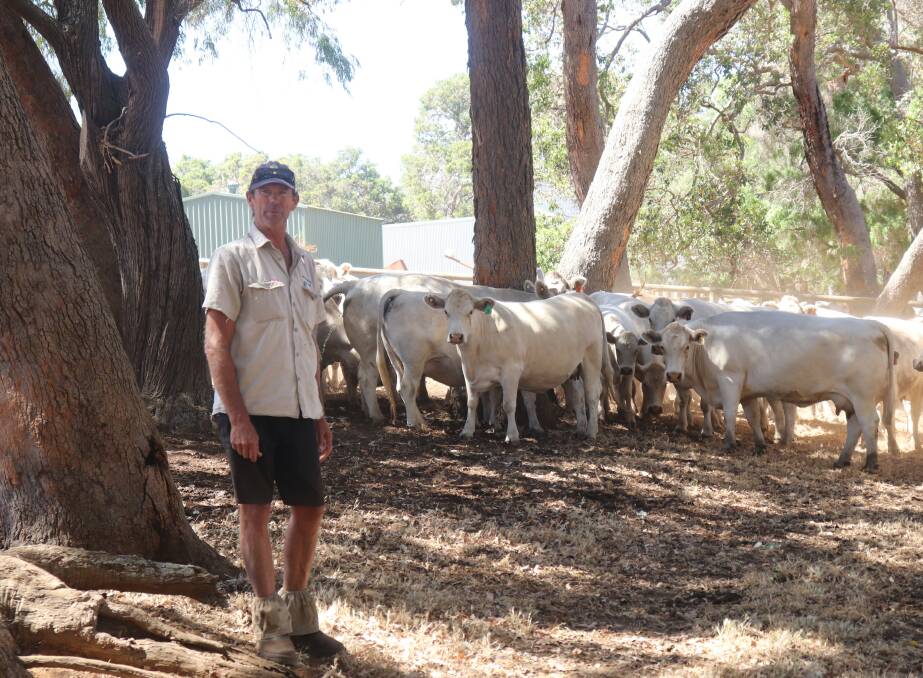 Naturaliste Grazing Co farm manager Paul Colledge with some of the Murray Greys at Cape Naturaliste.