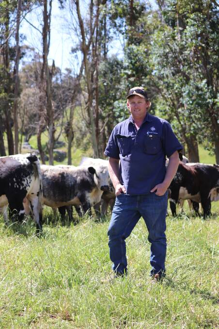 Arley Farm manager Tim Elliot has a strong focus on beef cattle production, both for stud and commercial purposes and the young bulls behind him are testament to their Speckle Park breeding program.