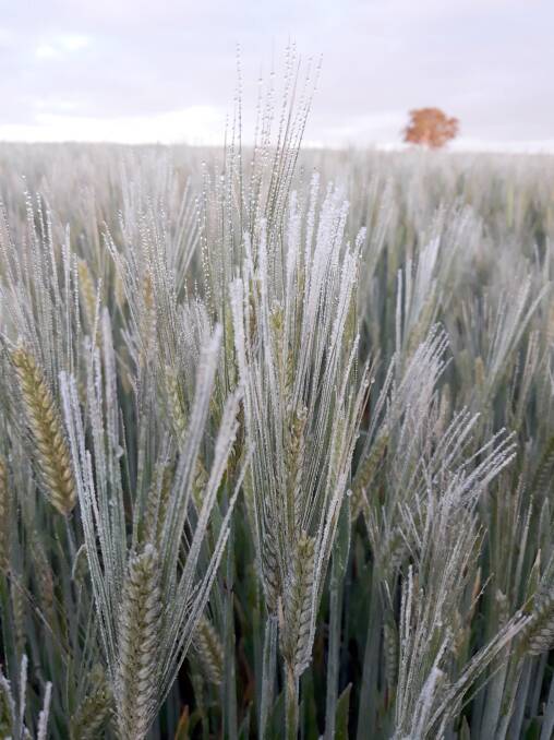 Temperatures dropped as low as -5.1 degrees early last Friday morning, with the majority of growers in the eastern Wheatbelt being hit by frost. Photo by Phil Veitch, Balkuling, Twitter.