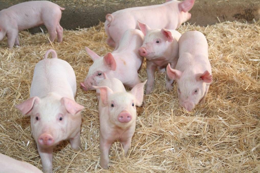 The mill would benefit stockfeed manufacturer Thompson & Redwood (T&R) and pork producer Westpork - who could be without a local feed option as soon as next month, due to the Ingham Wanneroo site closure.