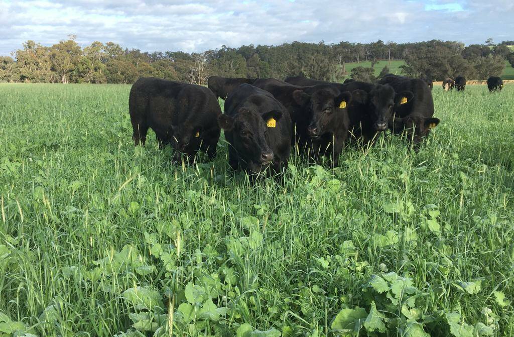 Mr Pensini runs about 600-head of Angus cattle, under the Blackwood Valley Beef brand, plus pastures, perennial grasses which will be cropped for hay, and a multi-species crop of wheat, barley and oats, which will supply chicken growers via the Wide Open Agriculture program.