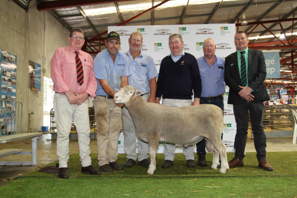 The $30,000 top-priced British and Australasian breed ram for 2021 was this Poll Dorset ram sold by the Shirlee Downs stud, Quairading at the Perth Royal Show All Breeds Ram Sale in October. With the ram were Elders prime lamb specialist Michael O'Neill (left), vendors Sascha, Adrian and Chris Squiers, Shirlee Downs stud, Laurie Fairclough, York, who purchased the ram for the Sutherland family, Konongwootong Poll Dorset stud, Konongwootong, Victoria and Nutrien Livestock Breeding representative Roy Addis.