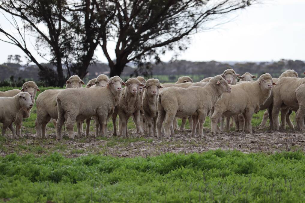 The familys decision to produce Merinos was influenced by the breeds dual purpose.
